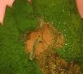 elm leafminer.jpg